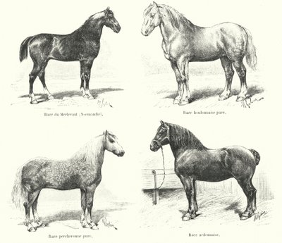 Four French horse breeds: Merlerault, Boulonnaise, Percheronne, Ardennaise by French School