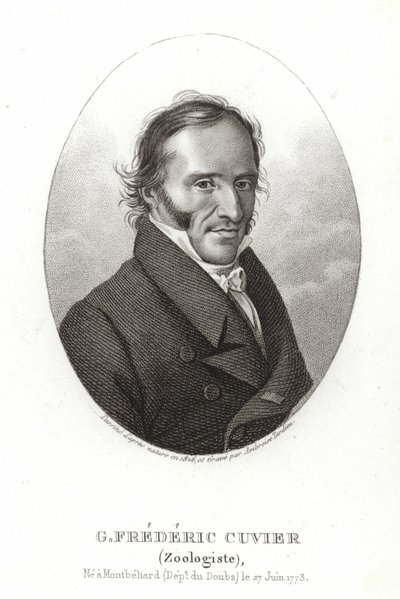 George Cuvier by French School
