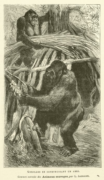 Gorillas Building a Shelter (engraving) by French School