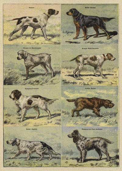 Gun dogs by French School