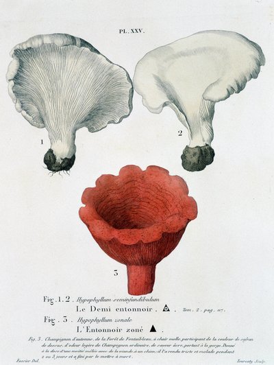 Half funnel and funnel zoned in Jean Jacques Paulet 