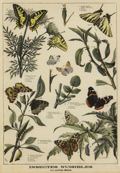Harmful butterflies by French School