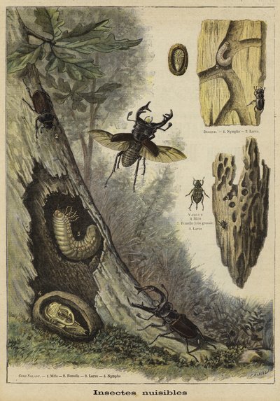 Harmful insects by French School