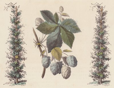 Hops for Beer Making by French School