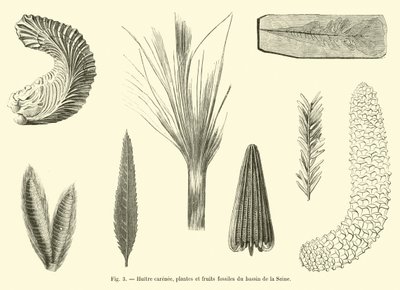 Carinated Oyster, Fossil Plants and Fruits from the Seine Basin by French School