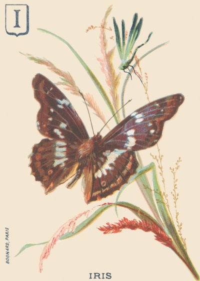 Iris (Apatura iris or Great Mars changing) by French School