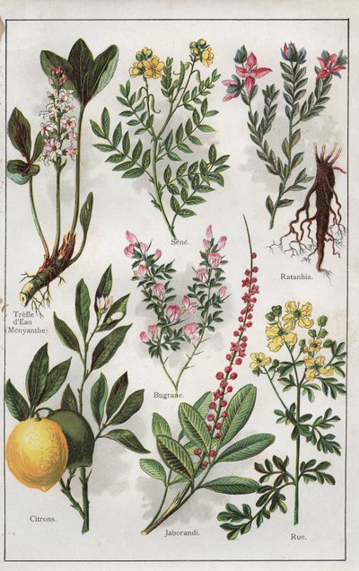 Illustration from 