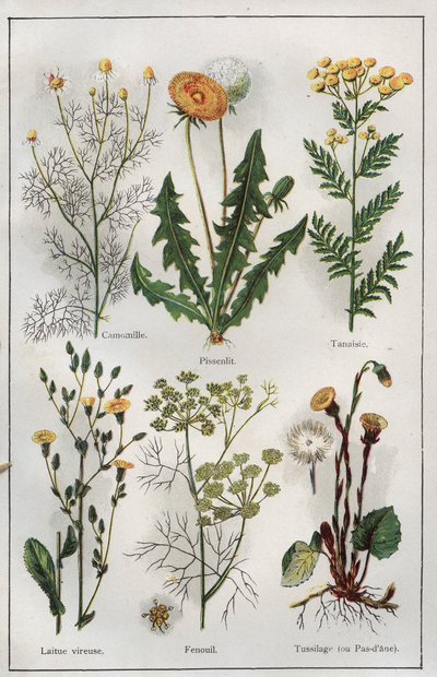 Illustration from 