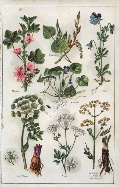 Illustration from 