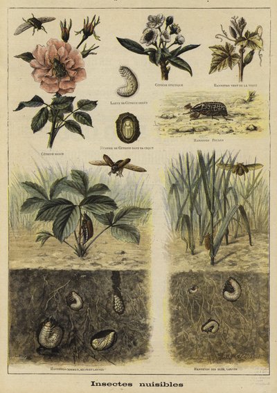 Insects harmful to agriculture by French School