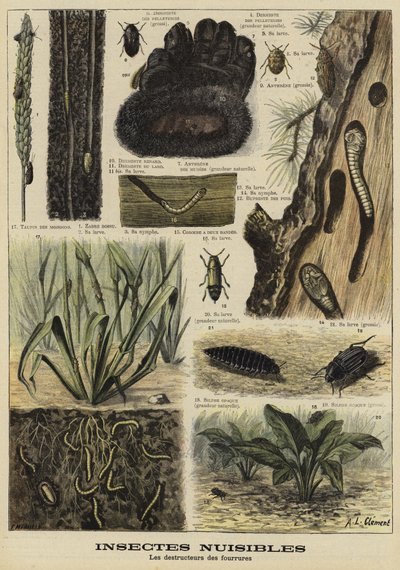 Insects That Destroy Fur Garments by French School
