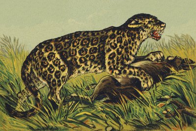 J as Jaguar by French School