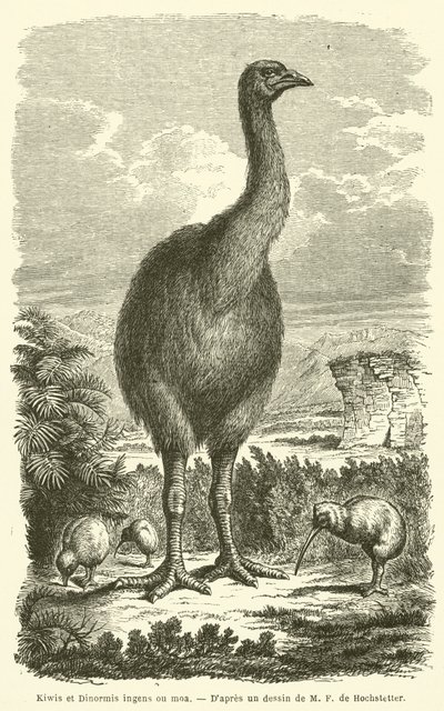 Kiwis and Dinornis ingens or moa by French School