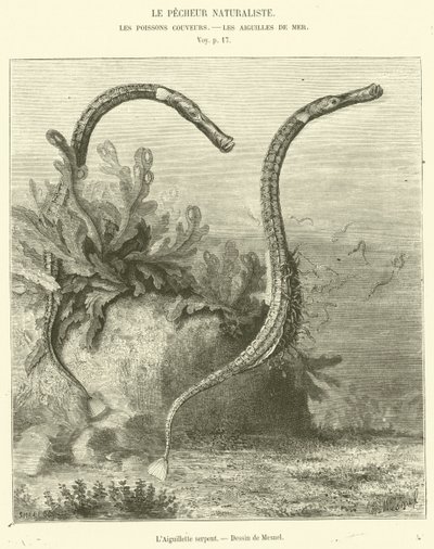 The Serpent Needle (engraving) by French School