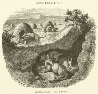The Cape Aardvark (engraving) by French School