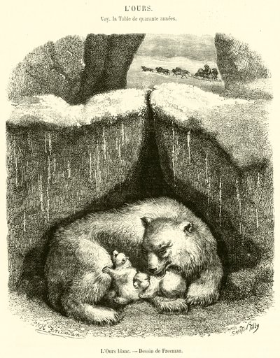 The Polar Bear (engraving) by French School