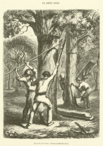 The Bark Harvest by French School