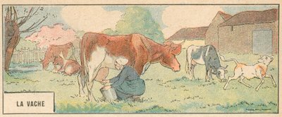 The Cow by French School