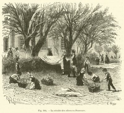 Olive Harvest in Provence by French School