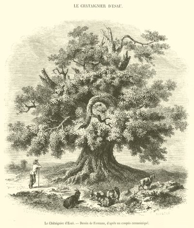 The Chestnut Tree of Esau (engraving) by French School