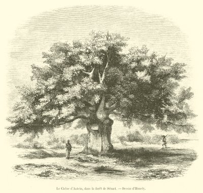 The Oak of Antein, in the Forest of Senart (engraving) by French School