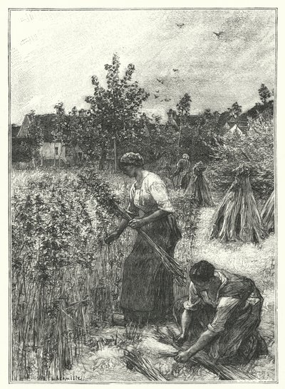 The Hemp Harvest by French School