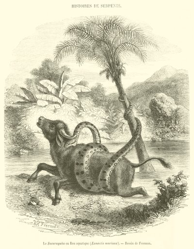 The Sucuruyuba or Aquatic Boa, Eunectis murinus (engraving) by French School