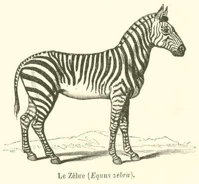 The Zebra, Equus Zebra (engraving) by French School