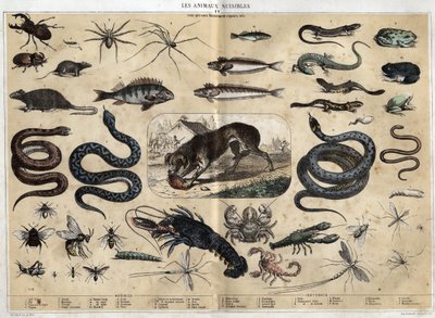 Les animaux nuisibles. Engraving of 1860 in 