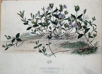 Lesser Periwinkle or Vinca minor by French School