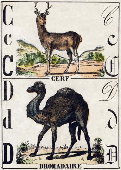 Letter C Deer; D Dromedary. Engraving in 