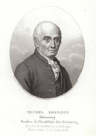 Michel Adanson by French School
