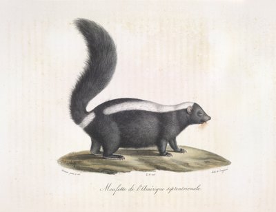 Skunk, from 