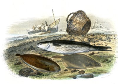 Mullet (Mugilidae), Sole (Solea Vulgaris), limande (Microstomus Kitt) - Plate extracted from Natural History by Bernard Germain de Lacepede by French School