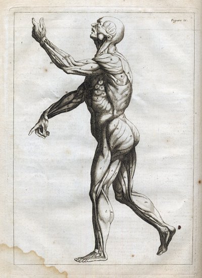 Human Muscles - engraving in 
