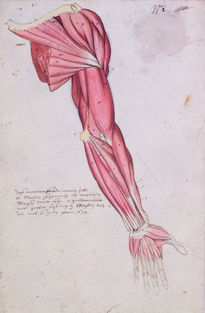Musculature of the arm and shoulder, 1634 by French School
