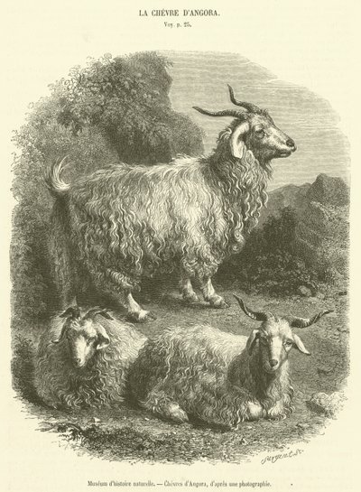 Natural History Museum, Angora Goats by French School