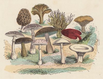 Mushrooms by French School