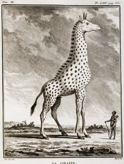 Natural History Plate: The Giraffe - in 