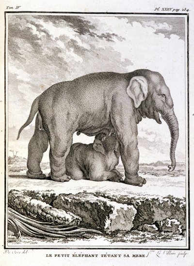 Natural History Plate: The Little Elephant Taunting Her Mother - in 