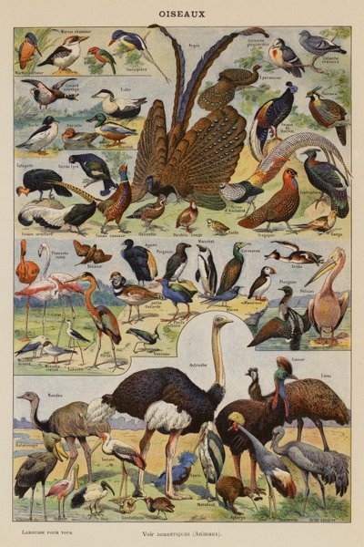 Birds by French School