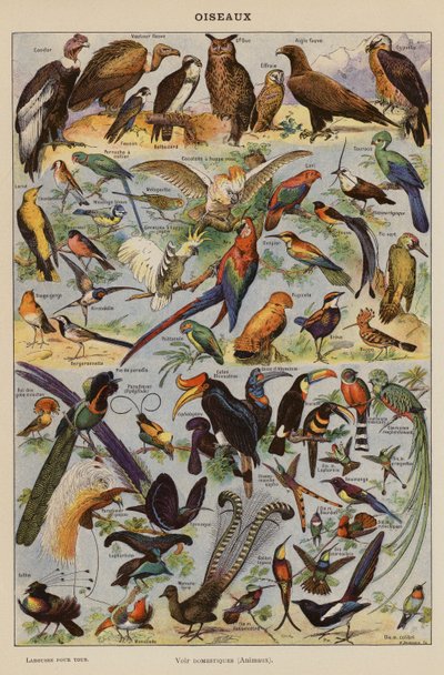 Oiseaux by French School