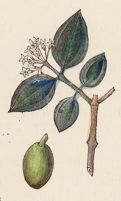 Olives for oil production by French School