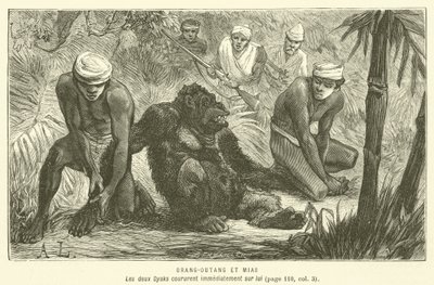 Orangutan and Mias (engraving) by French School