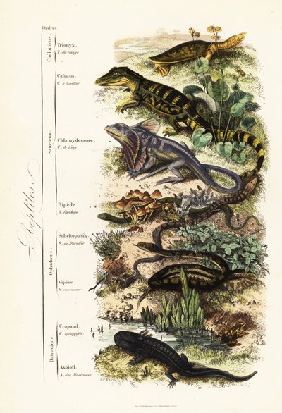 Orders of Reptiles by French School