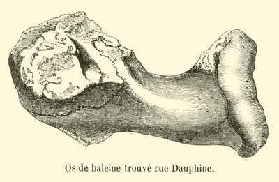 Whale Bones Found on Rue Dauphine by French School