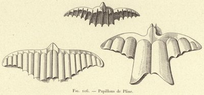 Butterflies of Pliny (engraving) by French School