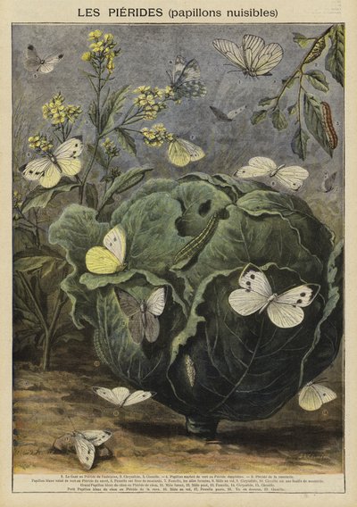 Pieridae (harmful butterflies) by French School