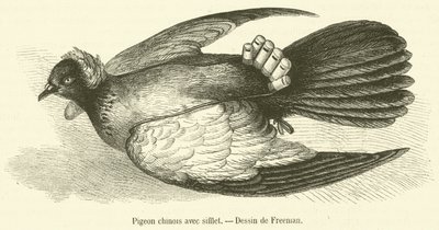 Chinese Pigeon with Whistle (engraving) by French School