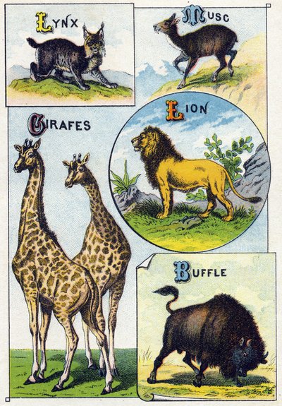 Plate 3: Lynx, Musk, Giraffes, Lion, Buffalo by French School